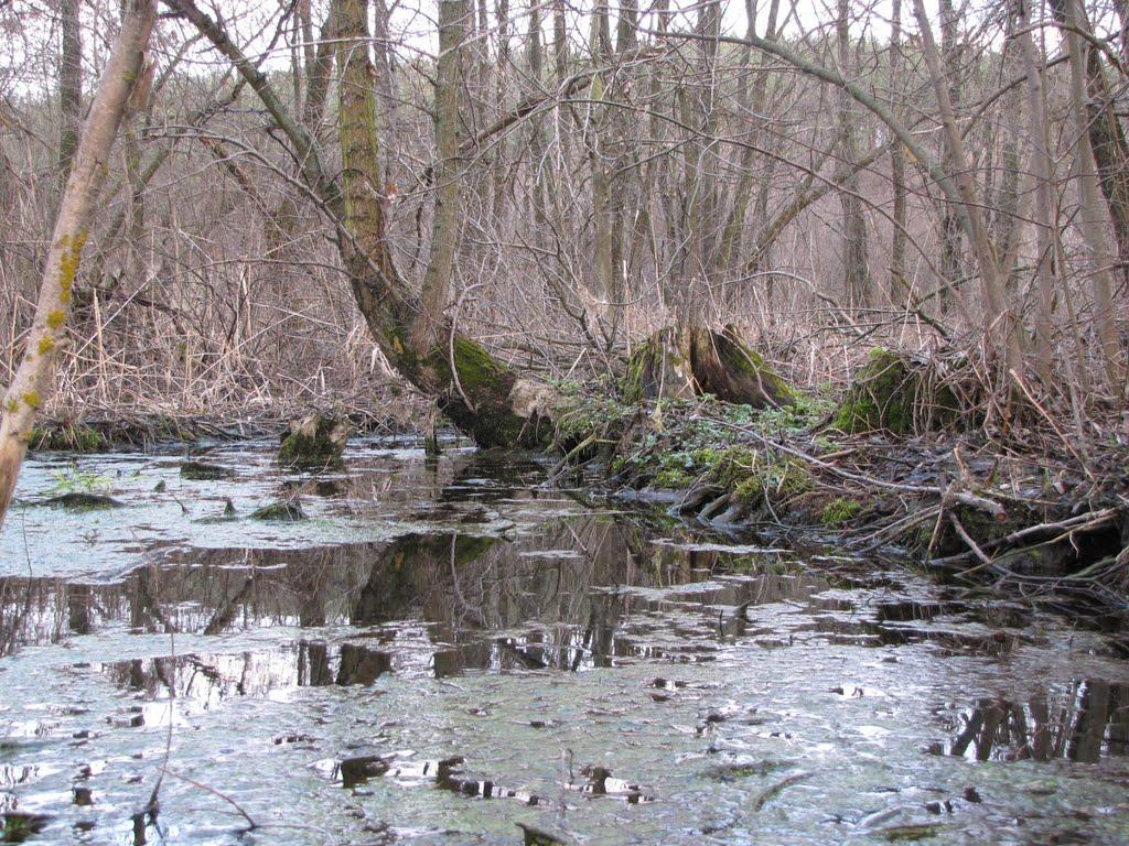 Кип'ячка з panoramio.com - Кипячка