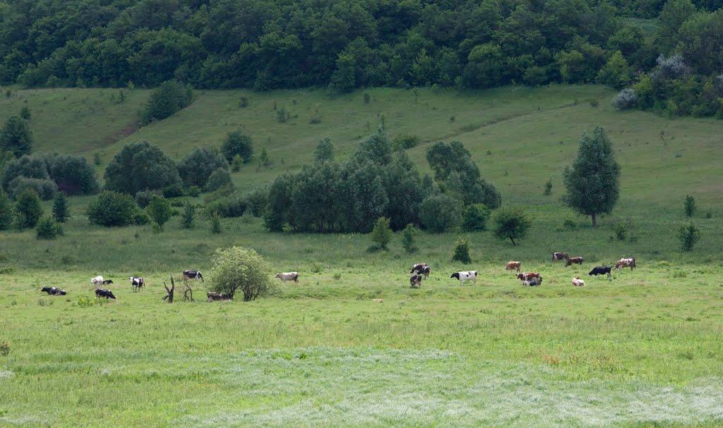 Розкопане з panoramio.com - Розкопане