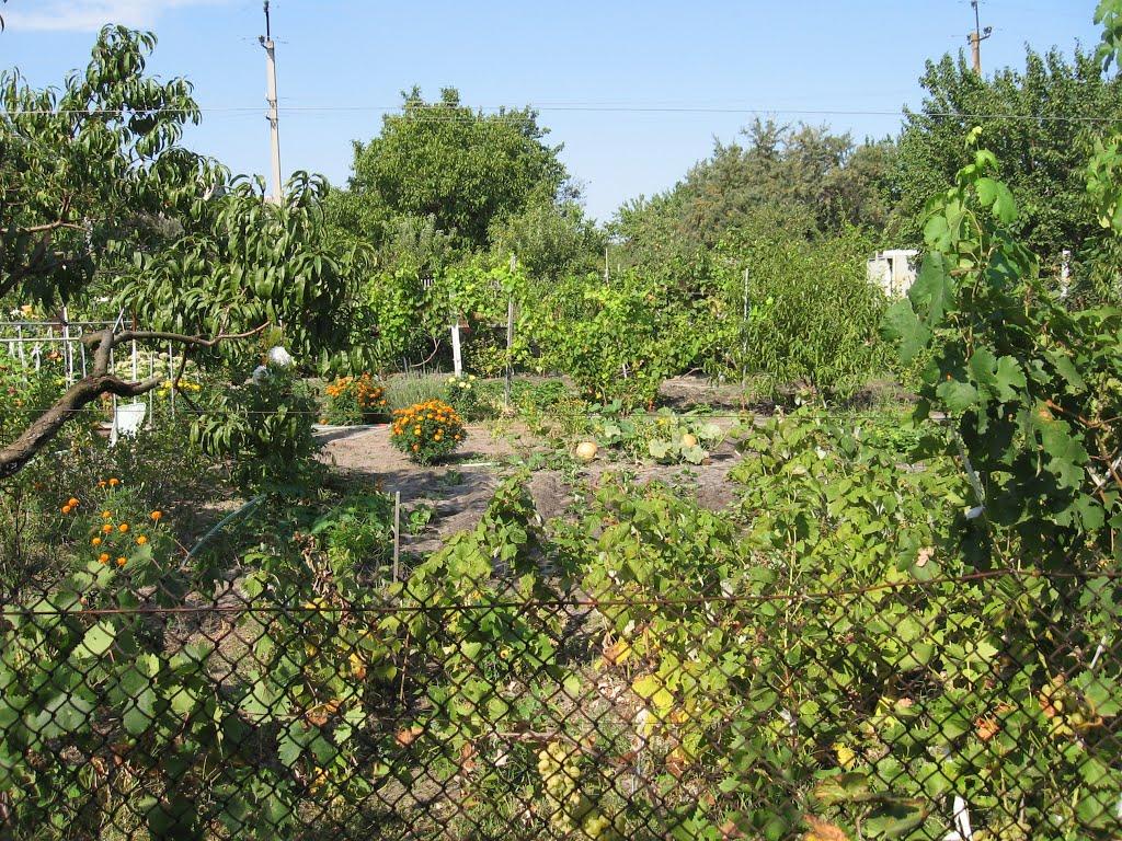 Гола Пристань з panoramio.com - Голая Пристань