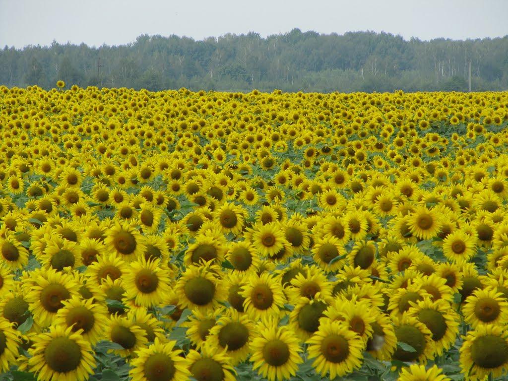 Ставецьке з panoramio.com - Stavetske