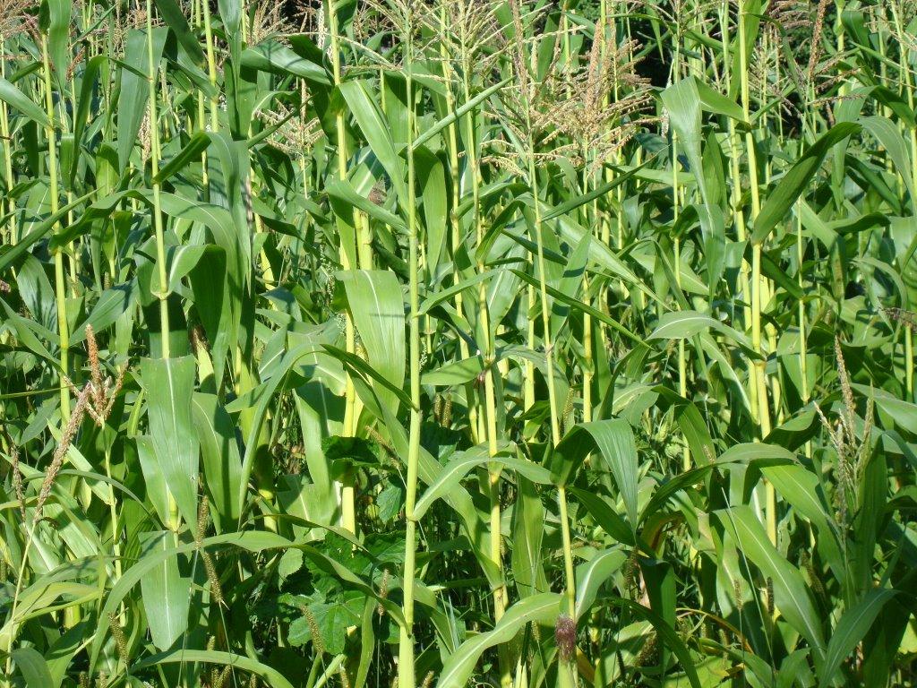 Вільховець з panoramio.com - Ольховец