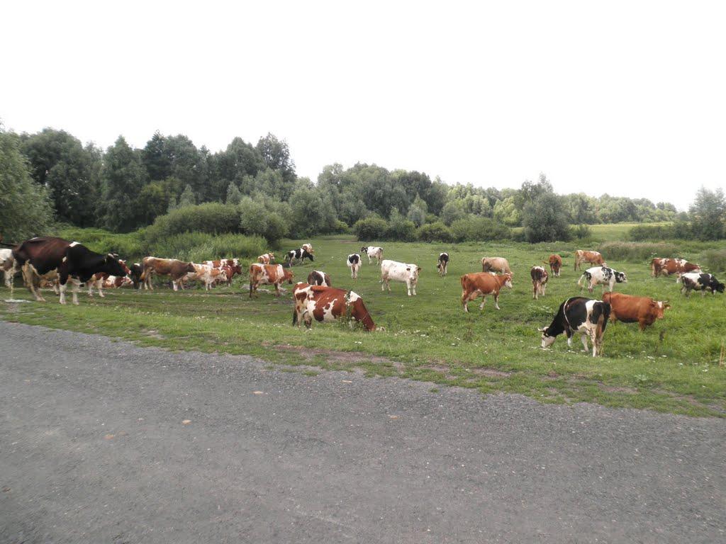 Сасинівка з panoramio.com - Сасинівка