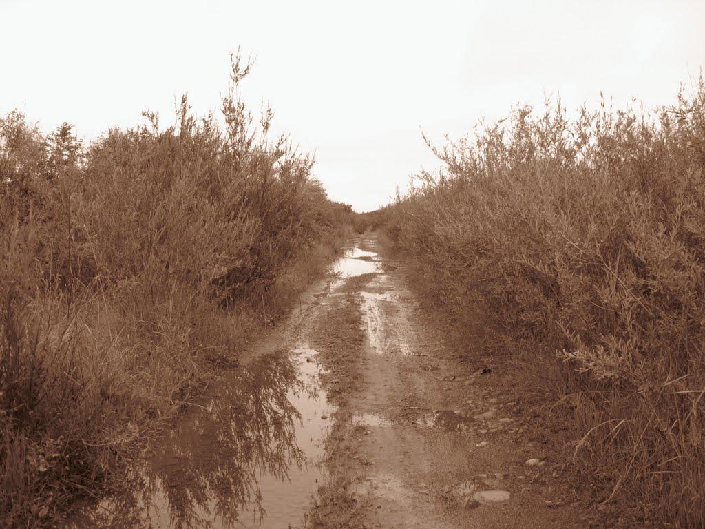 Старі Богородчани з panoramio.com - Старі Богородчани