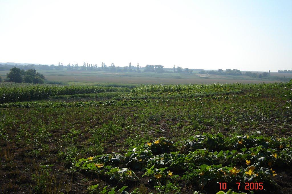 Веселоіванівське з panoramio.com - Веселоіванівське