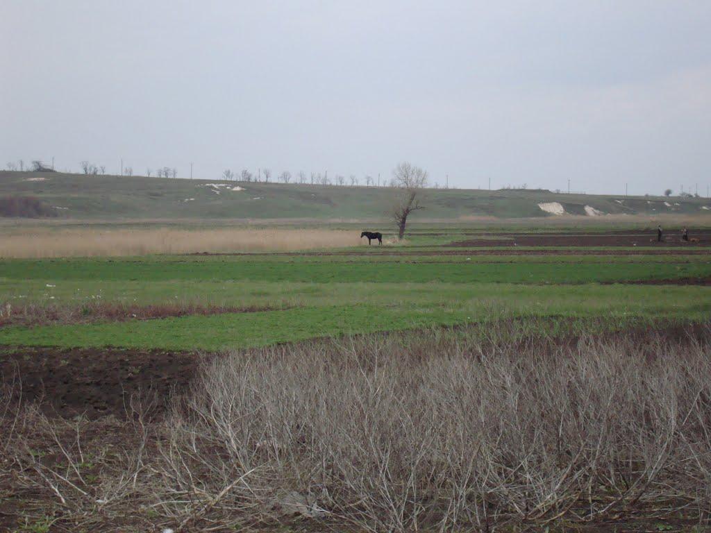Веселоіванівське з panoramio.com - Веселоивановское