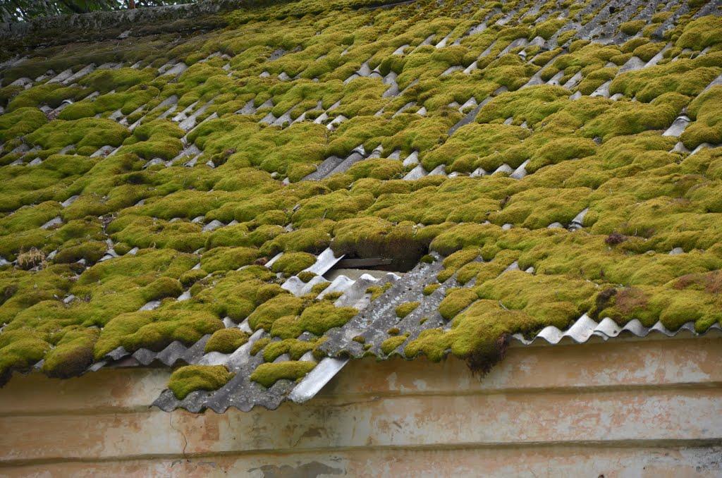 Хибалівка з panoramio.com - Хибалівка