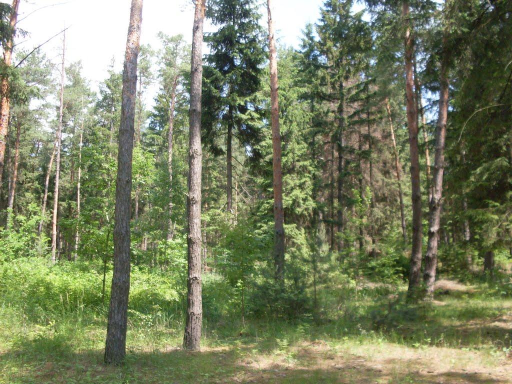 Маньківка з panoramio.com - Маньківка