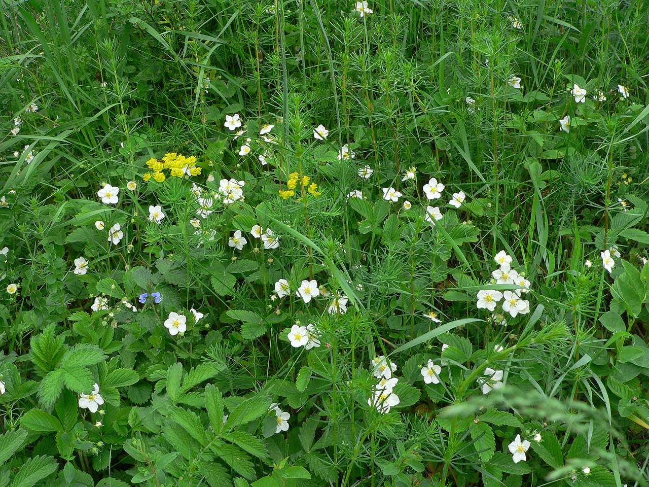 краєвиди - Паївка