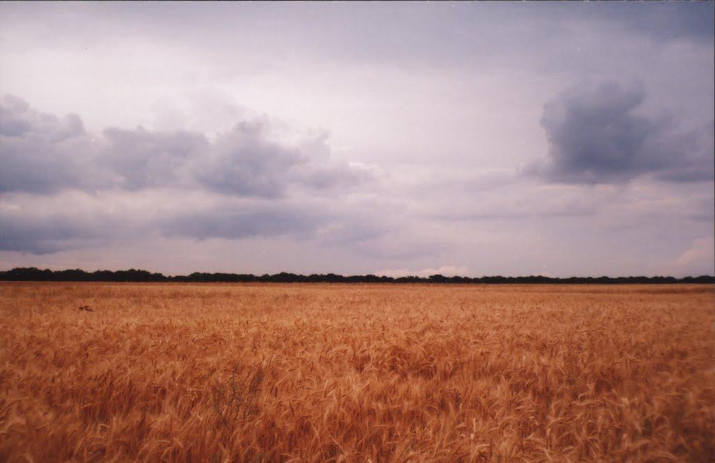 Котовка з panoramio.com - Котовка