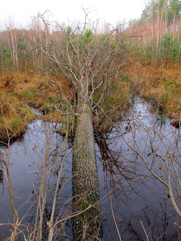 Полонне з panoramio.com - Полонное