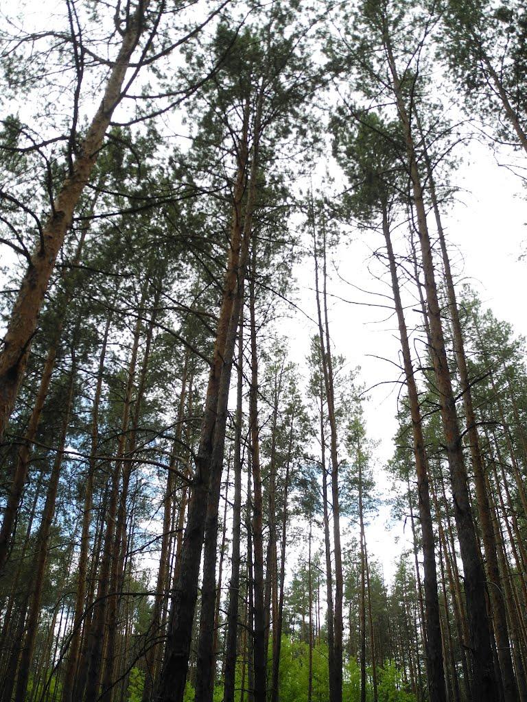 Пархоменко з panoramio.com - Пархоменко