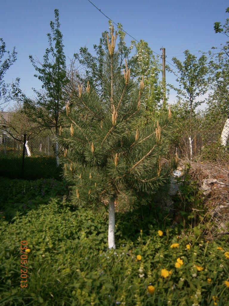 Берездівці з panoramio.com - Берездівці