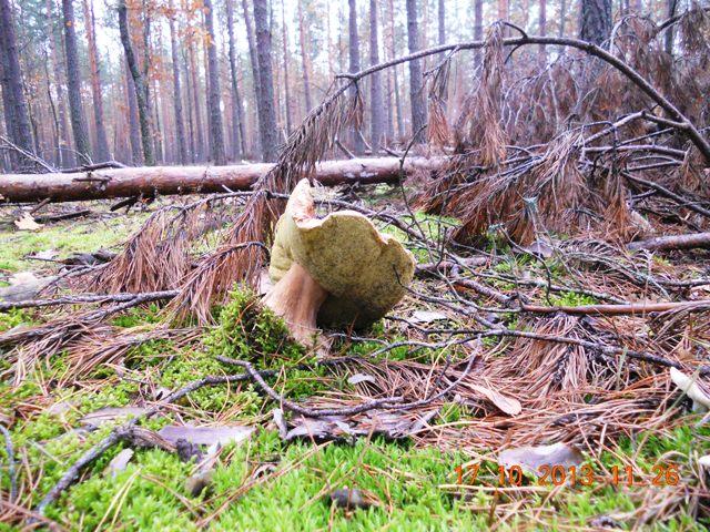 Бондарня з panoramio.com - Бондарня