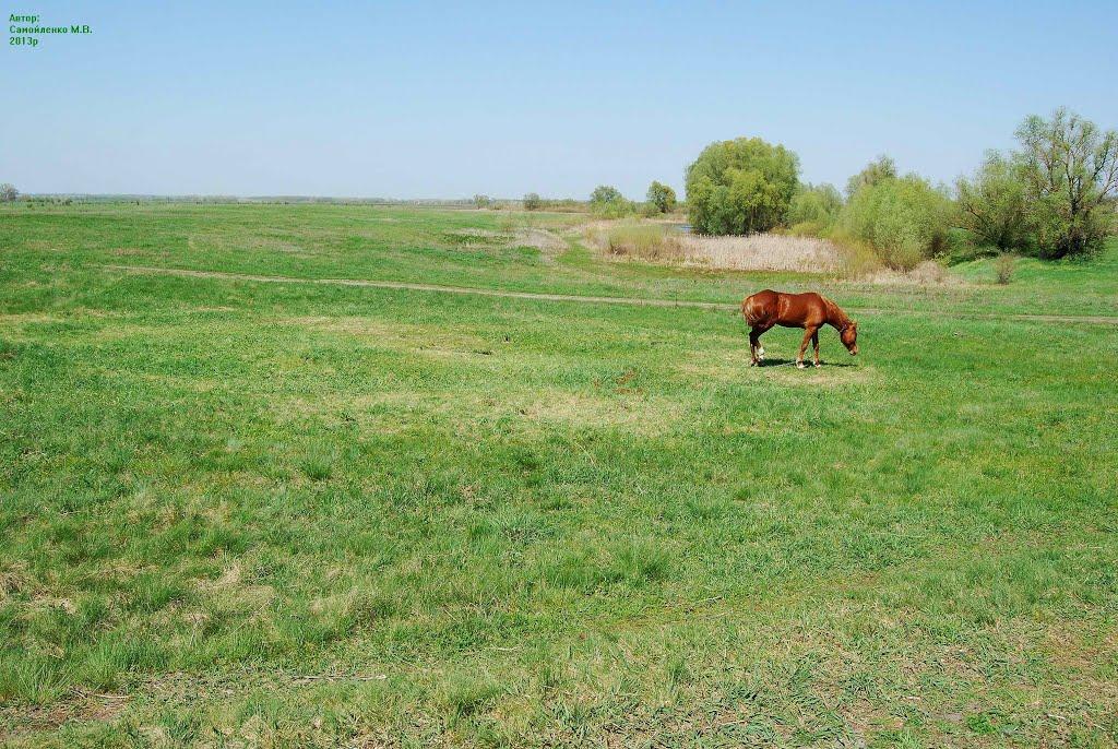 Сухорабівка з panoramio.com - Сухорабовка