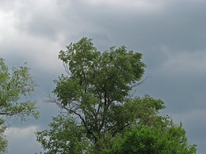 Шилівка з panoramio.com - Шиловка