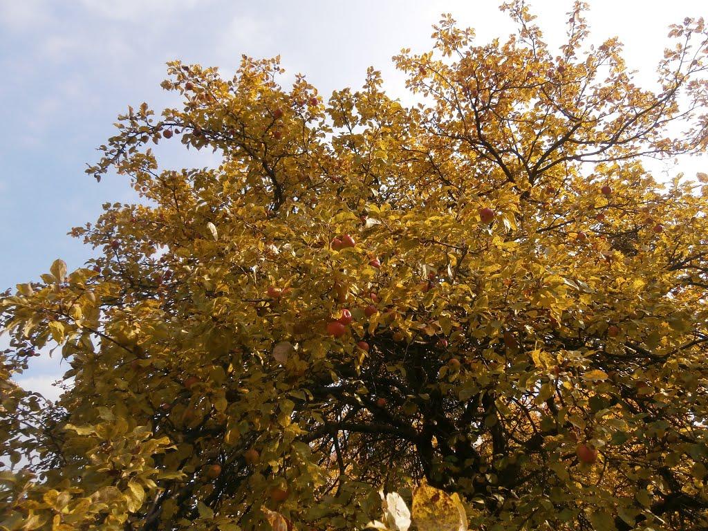 Нечаївка з panoramio.com - Нечаевка