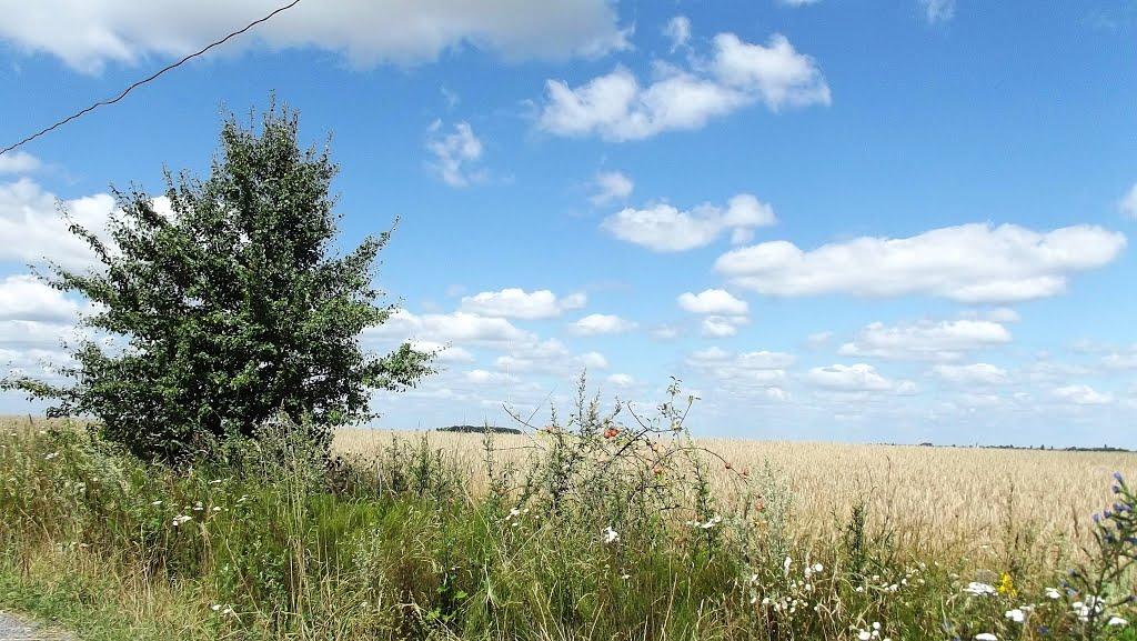 Копачівка з panoramio.com - Копачівка