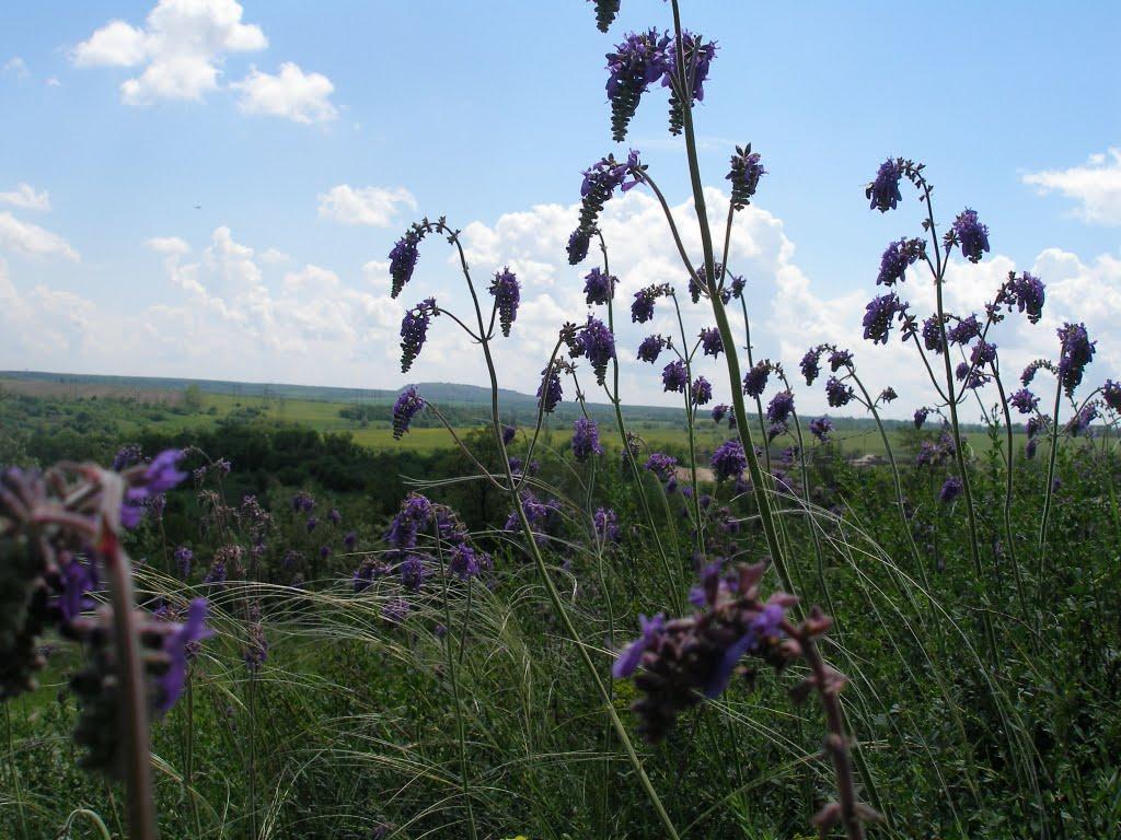 Зайцеве з panoramio.com - Зайцеве