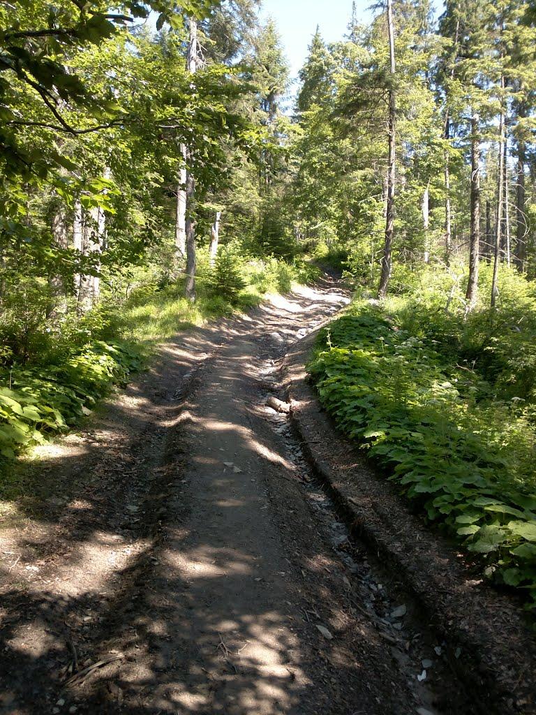 Явірник з panoramio.com - Яворник