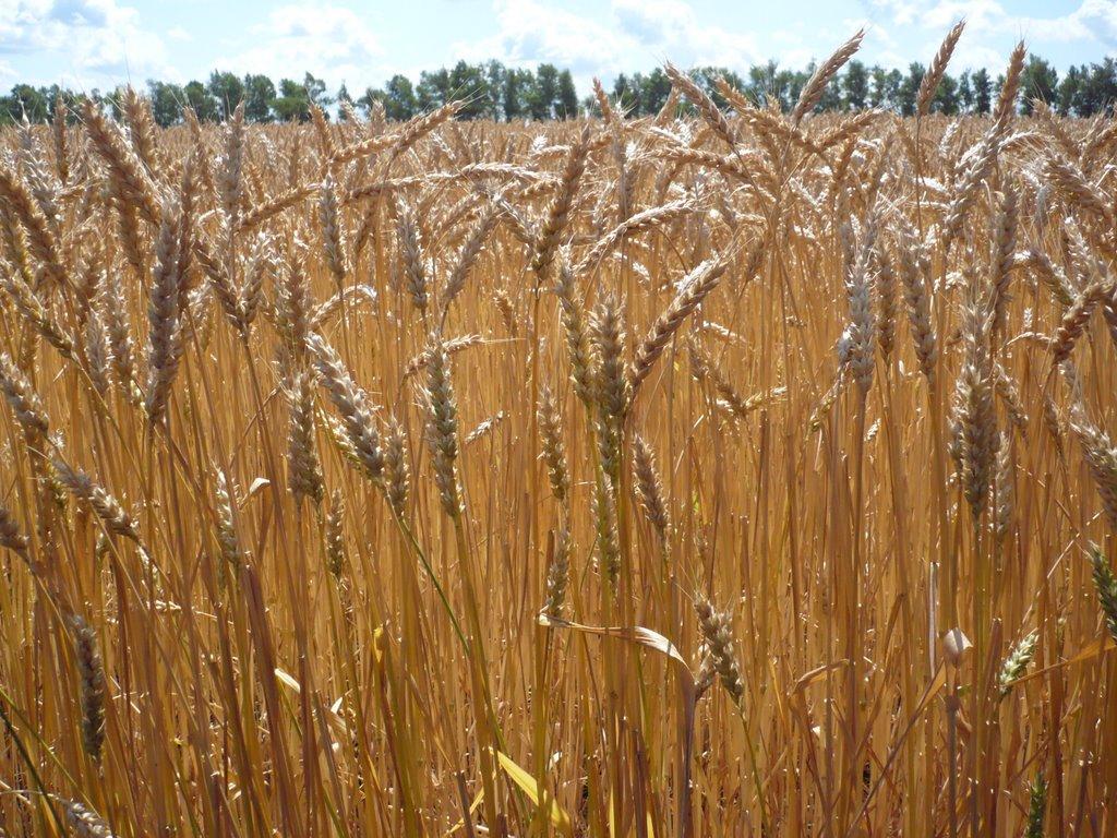 Красноград з panoramio.com - Красноград