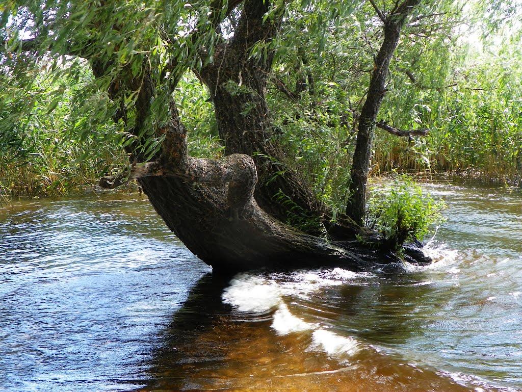 Чапаєвка з panoramio.com - Чапаевка
