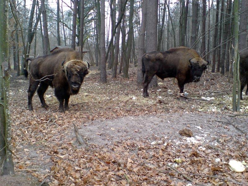 Збруї з panoramio.com - Збруї