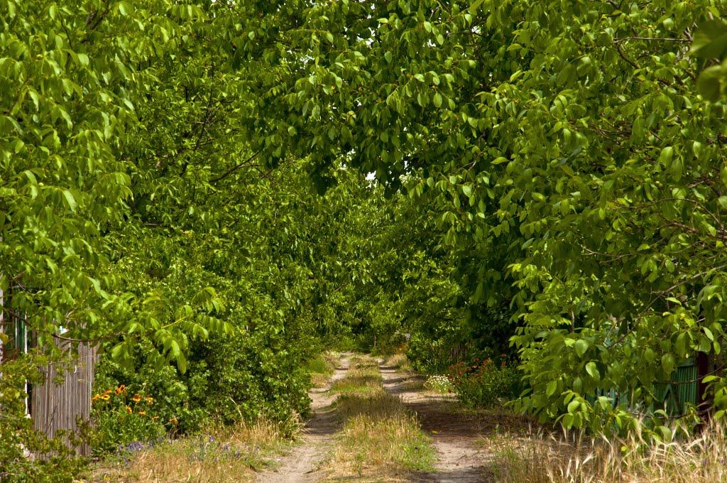 Нова Збур'ївка з panoramio.com - Нова Збур'ївка