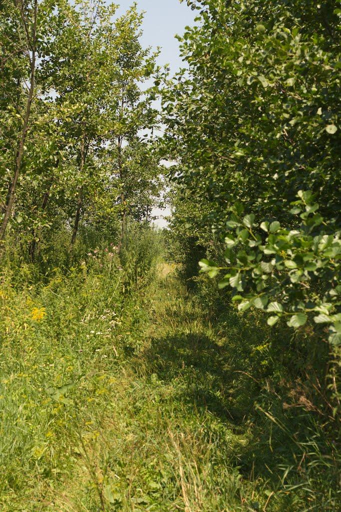 Містки з panoramio.com - Містки