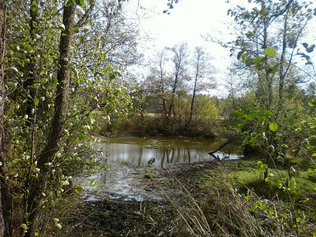 Павлівка з panoramio.com - Павлівка