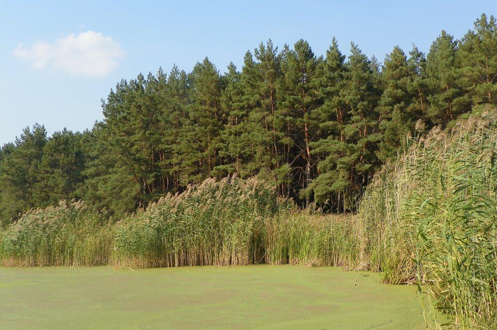 Чапаєвка з panoramio.com - Чапаевка