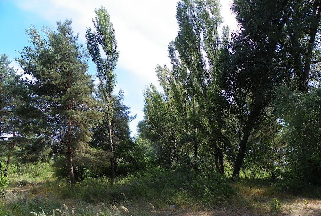 Чапаєвка з panoramio.com - Чапаевка