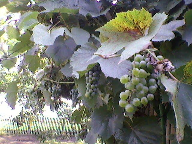 Дяківці з panoramio.com - Дьяковцы