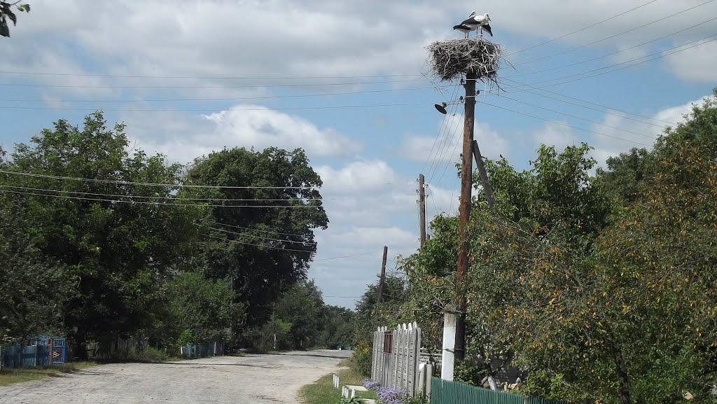 Ужова з panoramio.com - Ужова