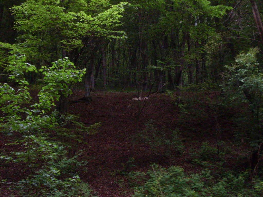 Ямпіль з panoramio.com - Ямпіль