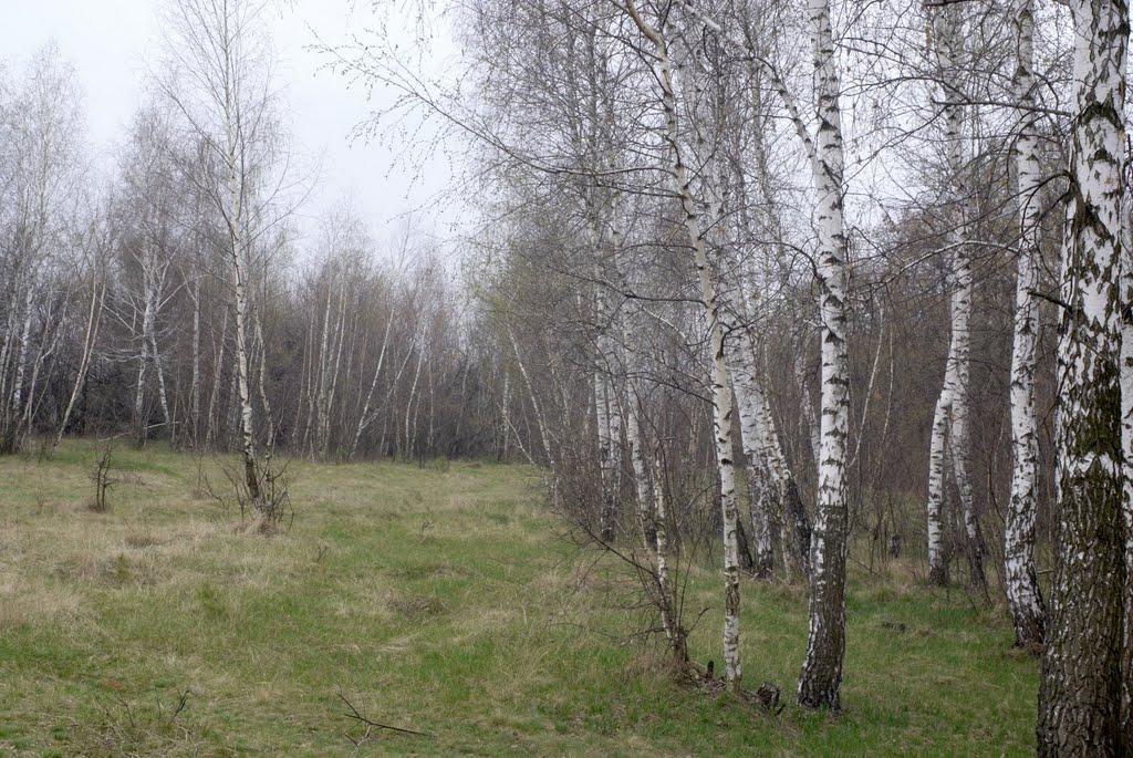 Половинкине з panoramio.com - Половинкине