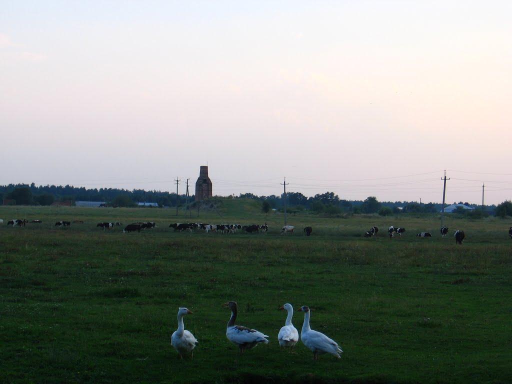 Дмитрів з panoramio.com - Дмитрів