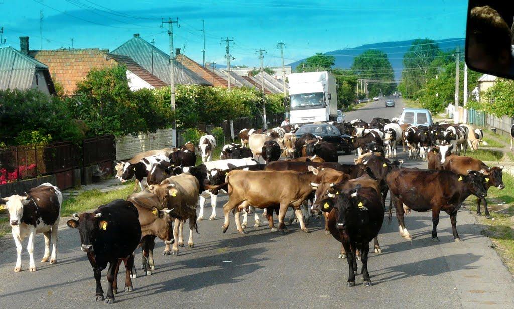 Руська Долина з panoramio.com - Руська Долина