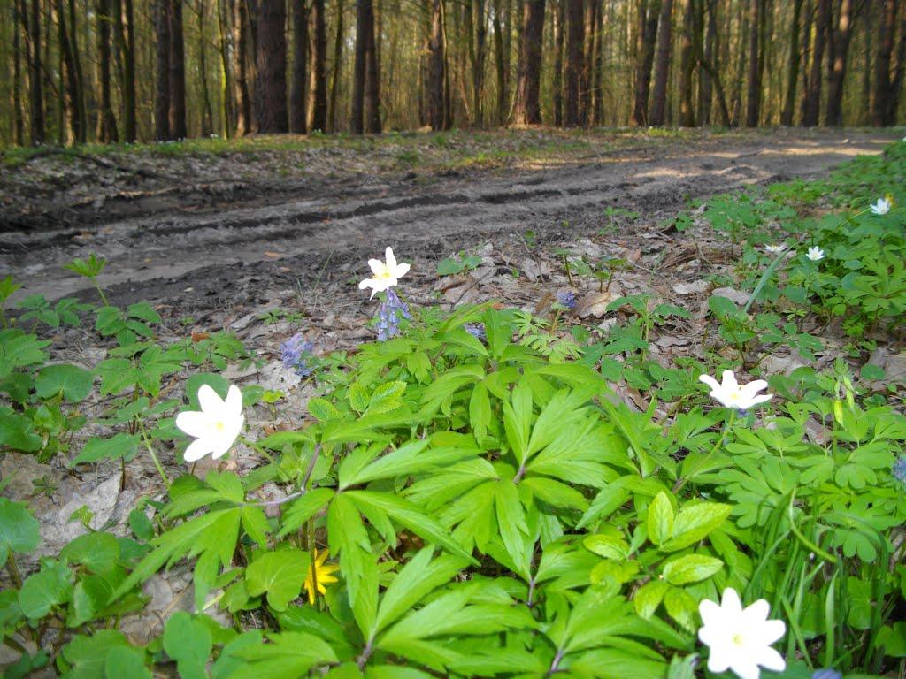 Гайове з panoramio.com - Гайове