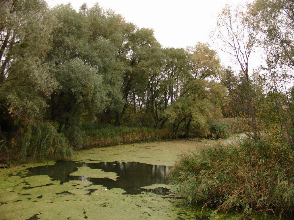 Немішаєве з panoramio.com - Немішаєве