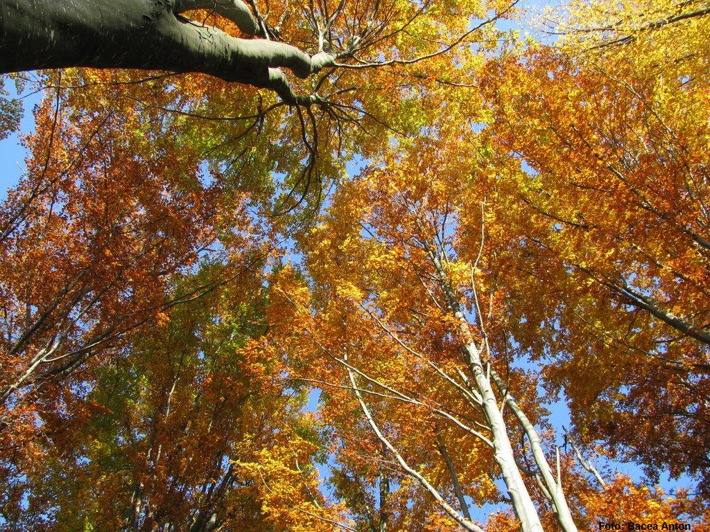 Хмелів з panoramio.com - Хмелев