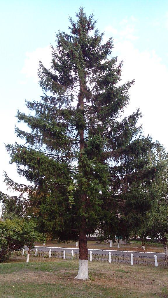 Вільшана з panoramio.com - Ольшана