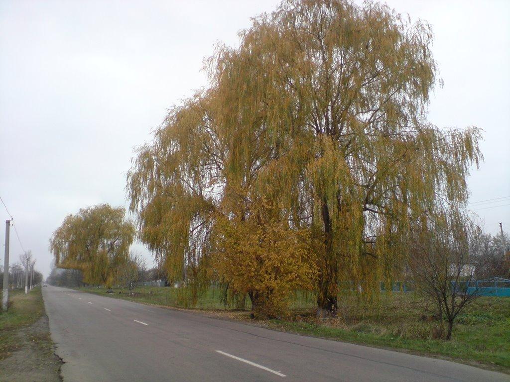 Немирівське з panoramio.com - Немировское