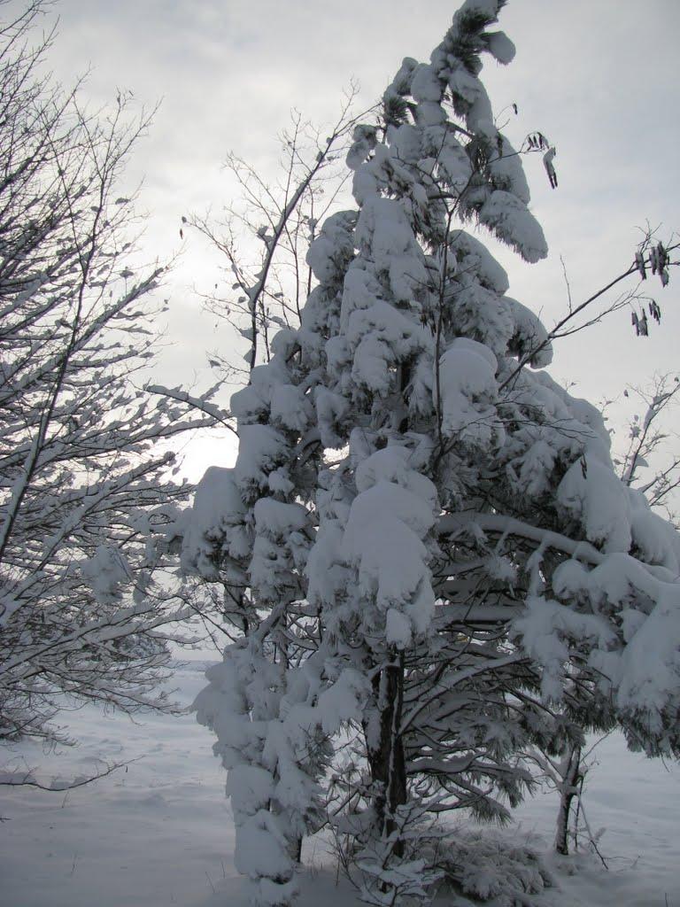 Доманівка з panoramio.com - Доманівка