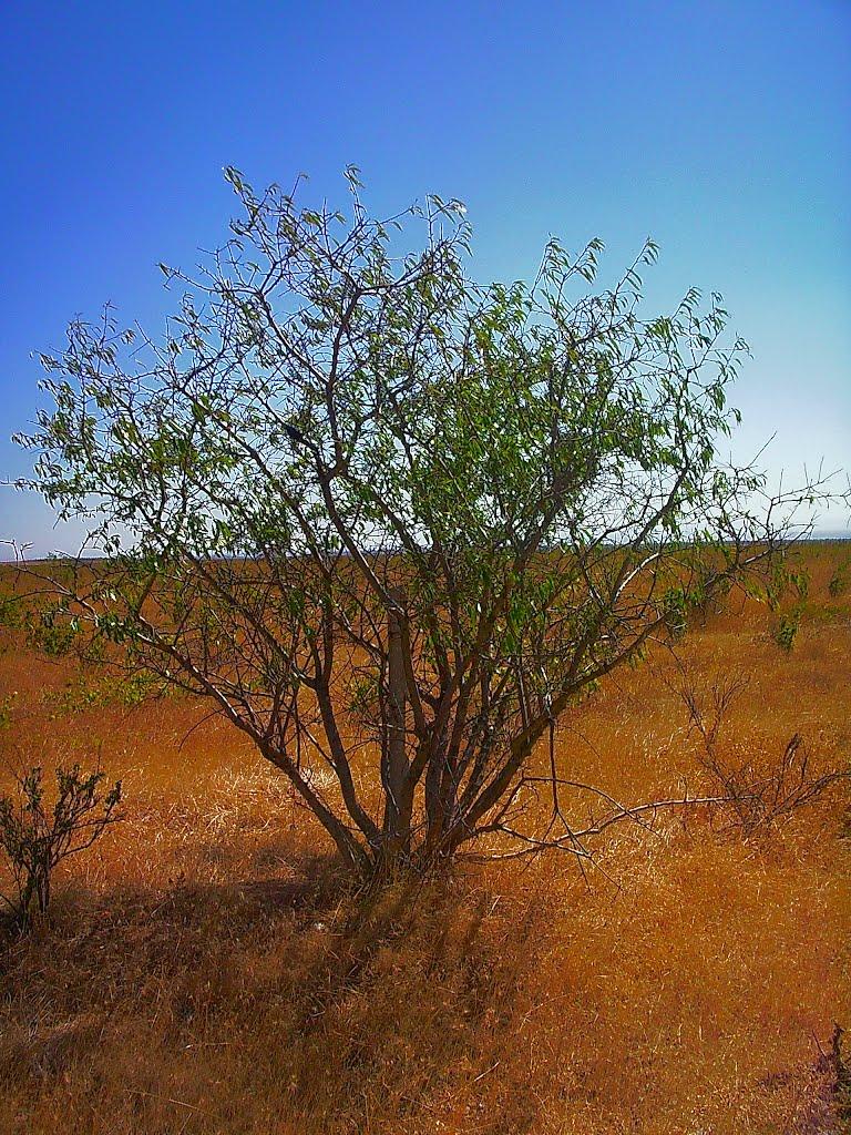Берегове з panoramio.com - Берегово
