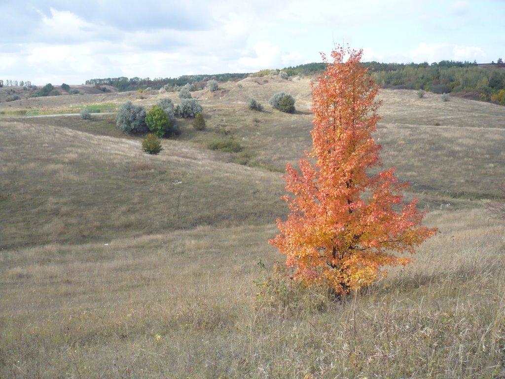 Заміст з panoramio.com - Замост