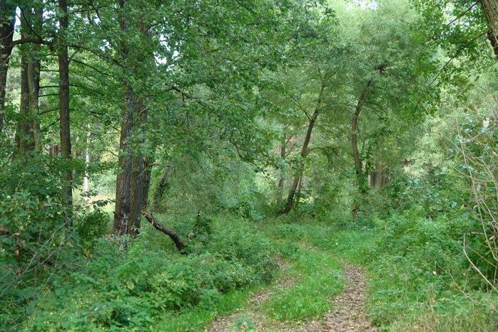 Нові Яриловичі з panoramio.com - Нові Яриловичі