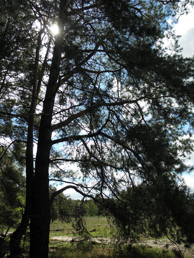 Нижні Яреськи з panoramio.com - Нижні Яреськи