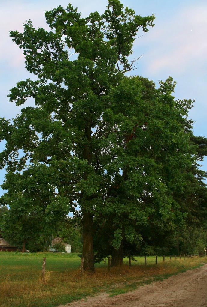 Горіхове з panoramio.com - Горихово