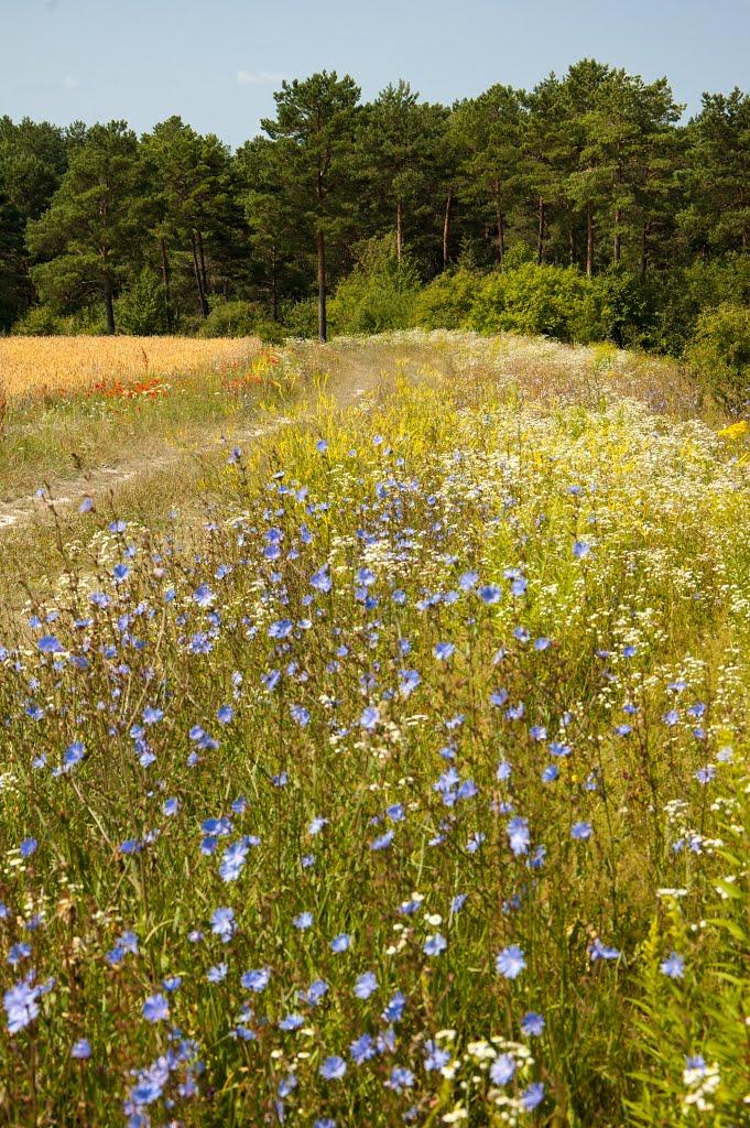 Теслугів з panoramio.com - Теслугов