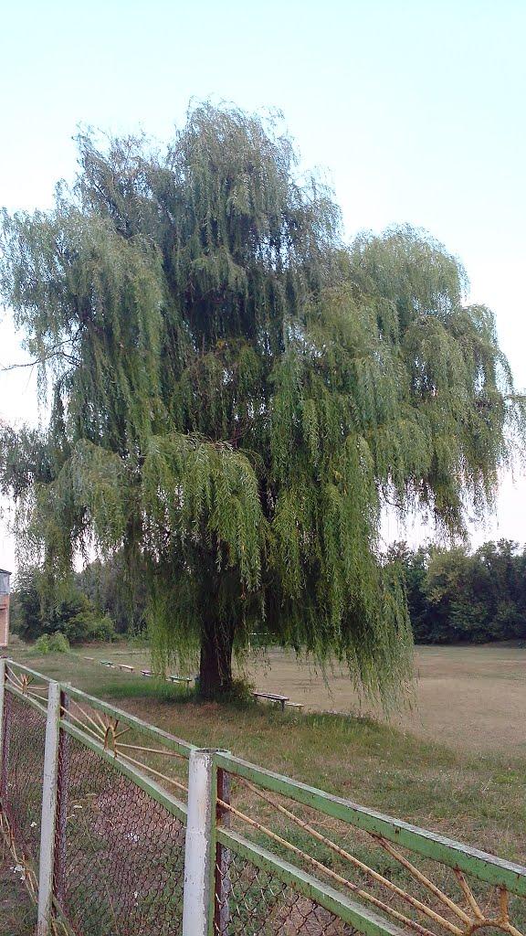 Вільшана з panoramio.com - Ольшана